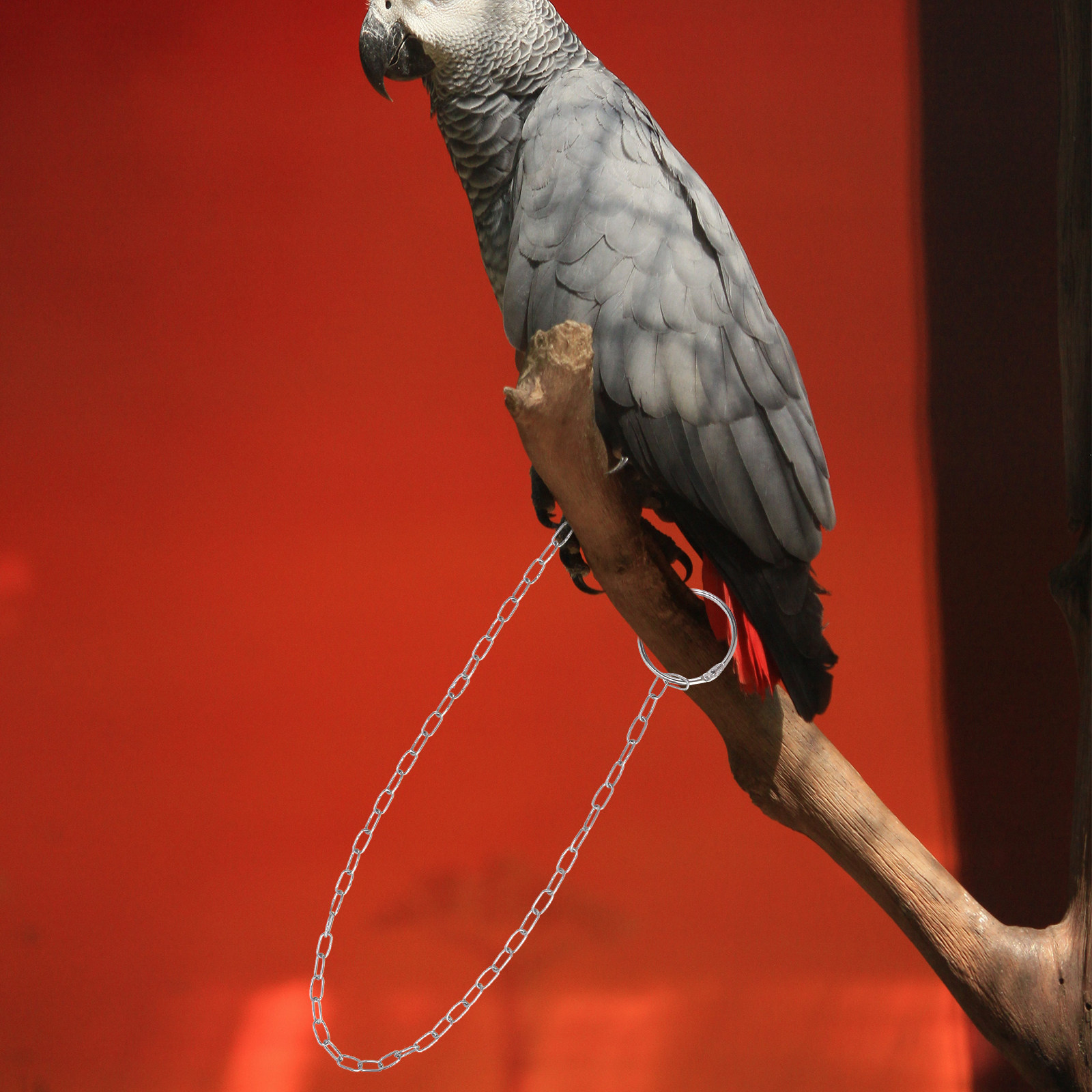 1 pièce de chaîne de fixation  - Anklet Foot Chain avis et prix